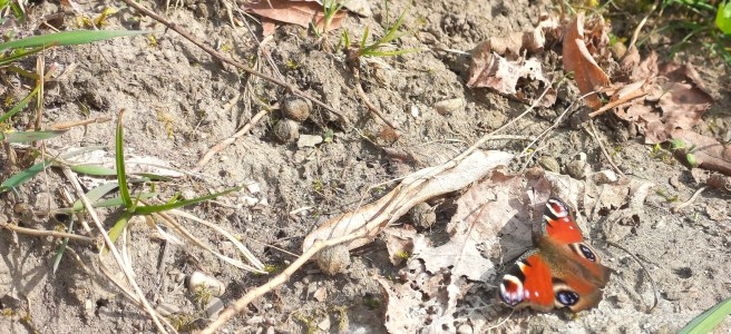 Schmetterling auf der Wiese