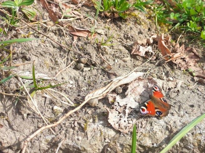 Schmetterling auf der Wiese